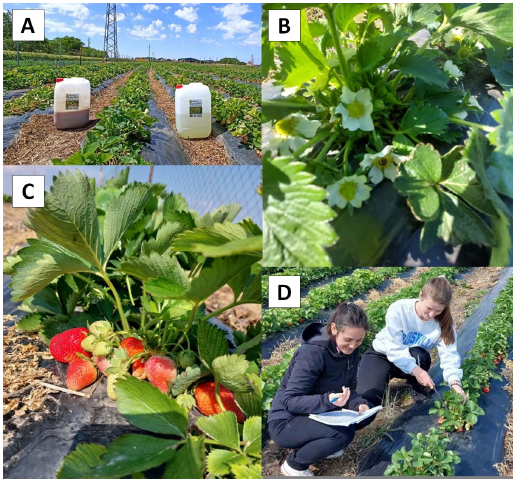 Influence of biostimulant applications on vegetative growth and yield of strawberry under full and reduced fertilization