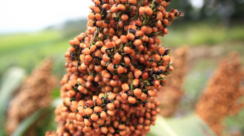 Evaluation of tetraploid induction in forage sorghum cultivar “Omid-Bakhsh” using colchicine treatment