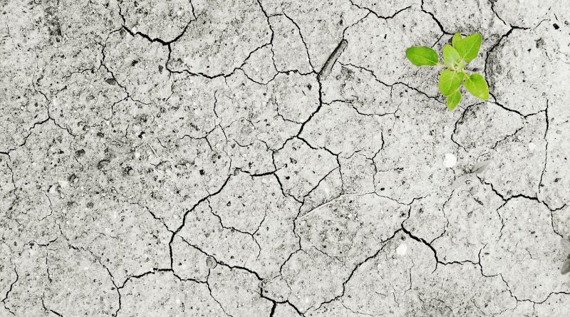 CO2 emissions in calcareous soil under various manure additions and water availability levels