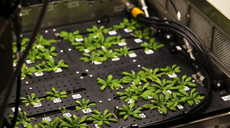 Heavy metal phytoremediation potential of CYP4502E1 expressing A. thaliana and S. grandiflora plants