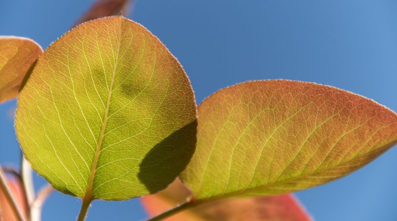 Effect of foliar fertilization in Coscia Pear seedlings on vegetative growth and biochemical characteristics