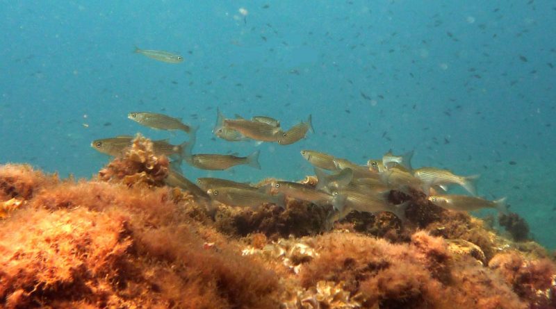 Effects of some heavy metal pollutants on liver and kidney performance of mullet captured from Tubruk harbor comparing to Umm Hufayan lagoon
