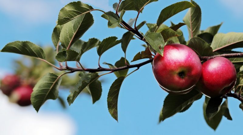 Effect of ammonium content in nutrition solution on vitamin C, phenols, and antioxidant capacity of three apple cultivars during cold storage