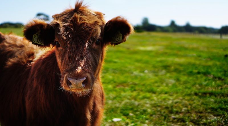 In silico study of dynamic level interaction between cLF36 peptide and coronavirus surface protein in Bovine coronavirus