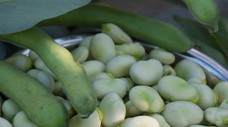 Effect of soil mulch, phosphorus levels and humic acid spray on the growth and green pods yield of broad bean