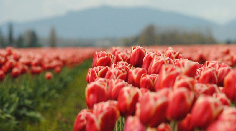 Effect of different concentrations of benzyl adenine on the shoot multiplication of tulip (Tulipa gesneriana L. cv. Arma) buds