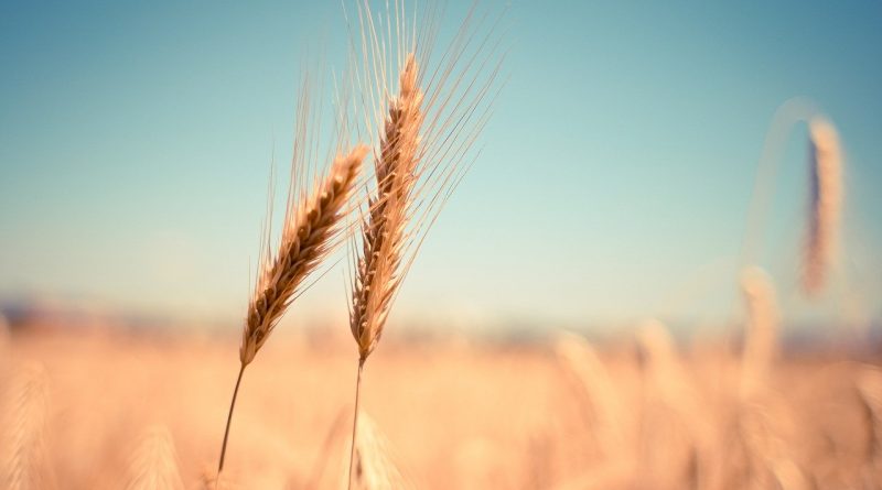 Effect of potassium and micronutrient fertilization on the activity of catalase and yield of wheat grown in saline conditions