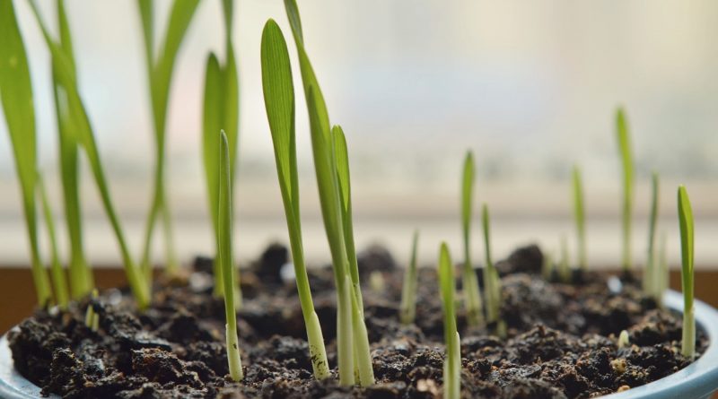 Gamma radiation influence on germination characteristics of barley