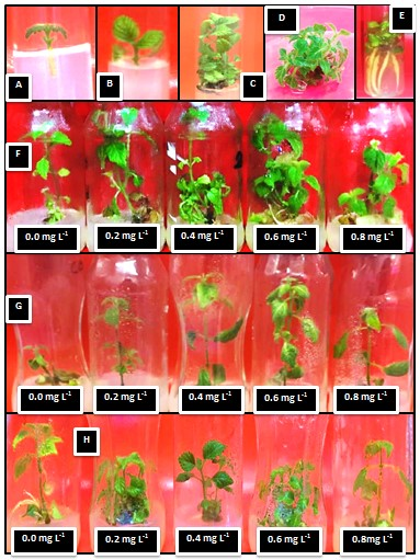 In vitro accumulation potentials of heavy metals in big-sage (Lantana camara L.) plant