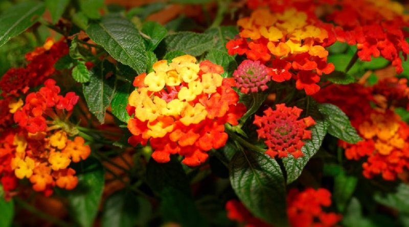 In vitro accumulation potentials of heavy metals in big-sage (Lantana camara L.) plant