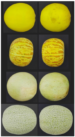 Developing a postharvest color changes identification system of melon rind using image processing