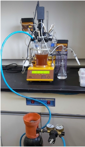 Bioconversion of white sorghum biomass using MixAlco fermentation process