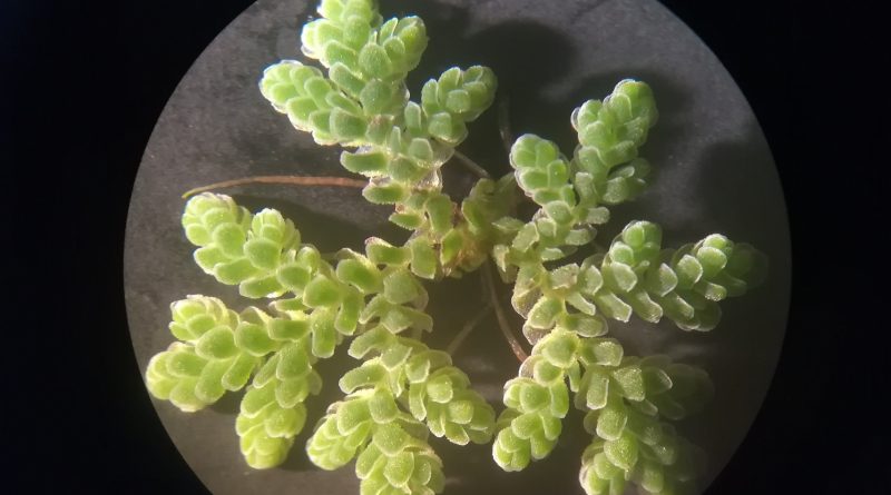 A new record for the invasive aquatic fern Azolla filiculoides Lam. in the White Nile, Sudan