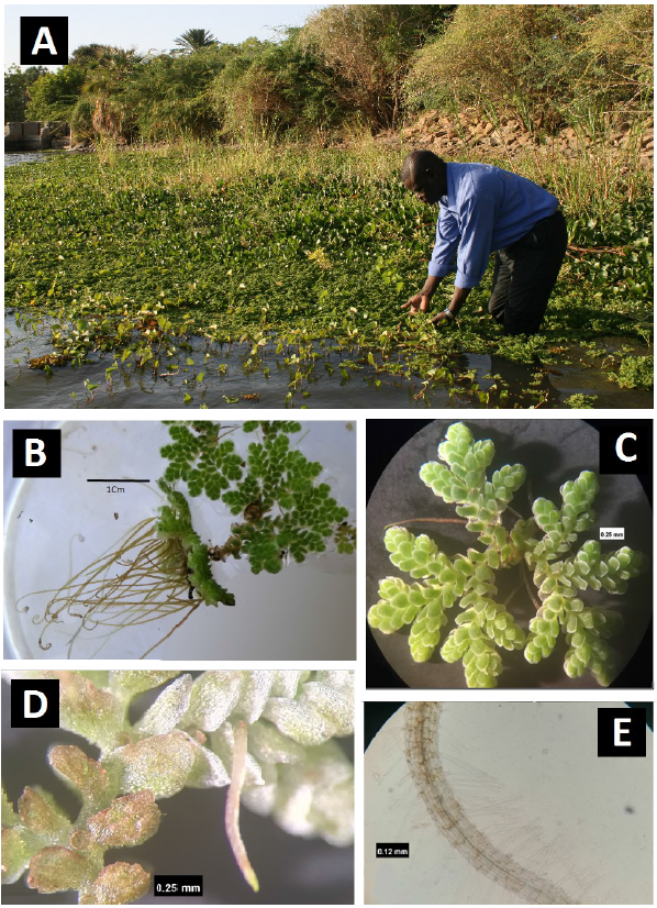 A new record for the invasive aquatic fern Azolla filiculoides Lam. in the White Nile, Sudan