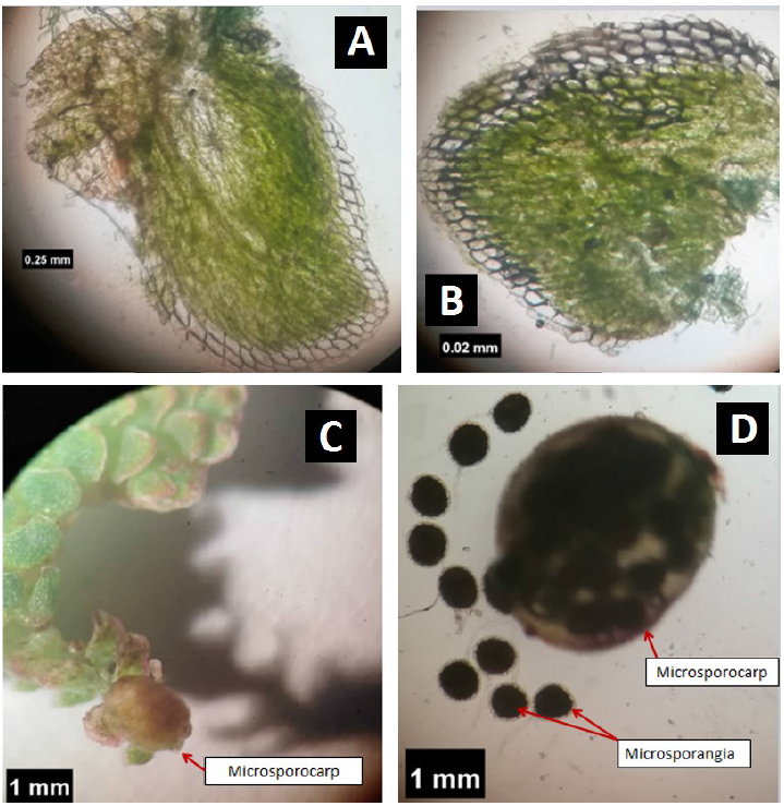 A new record for the invasive aquatic fern Azolla filiculoides Lam. in the White Nile, Sudan