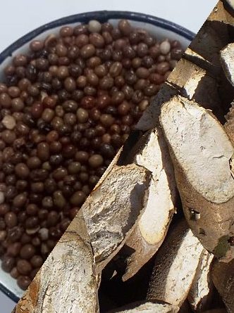 Nutritional composition of fermented and extruded blends of cassava and African yam beans flour