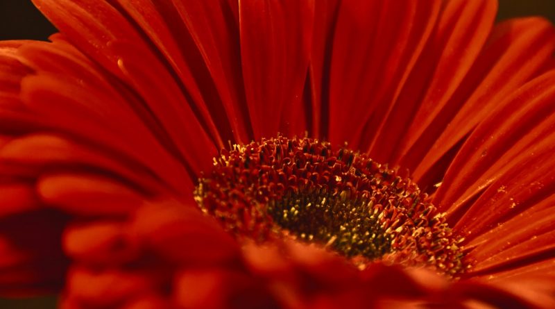 Adventitious shoot proliferation from callus of Gerbera jamesonii young leaf explant