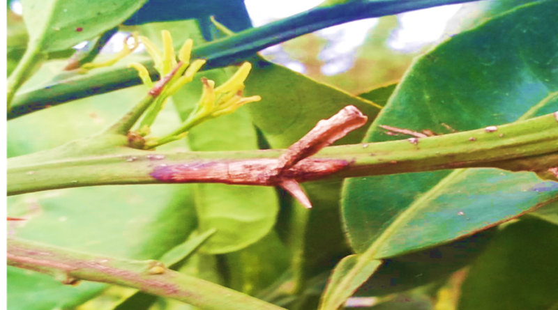 Citrus blast and black pit disease: A review