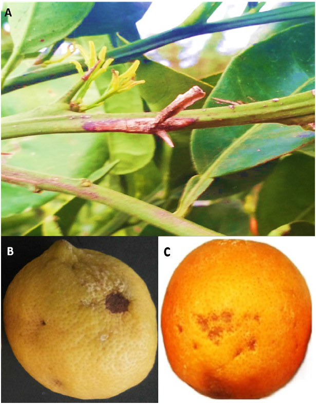 Citrus blast and black pit disease: A review