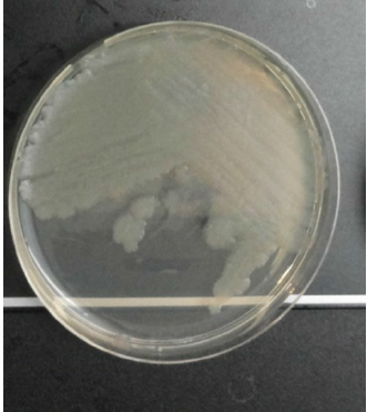 Citrus blast and black pit disease: A review