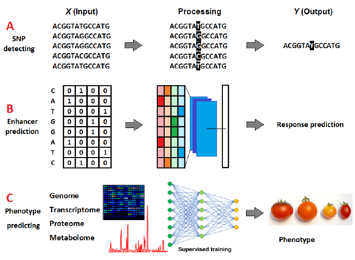 Deep learning in plant science: A mini-review