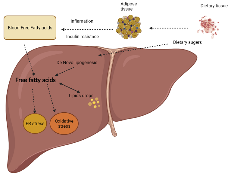 Molecular developments in cell models of fatty liver disease