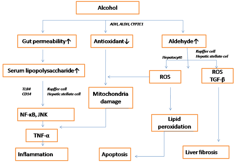 Molecular developments in cell models of fatty liver disease