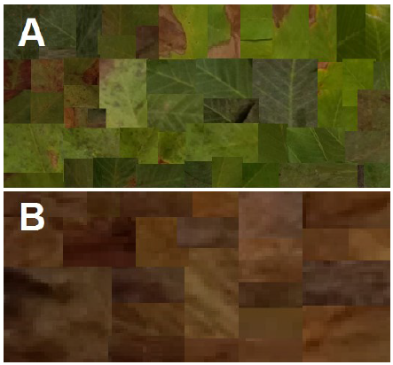 Evaluating image segmentation as a valid method to estimate walnut anthracnose and blight severity