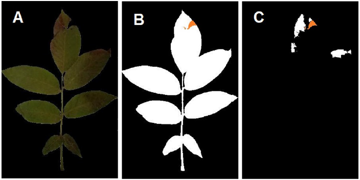 Evaluating image segmentation as a valid method to estimate walnut anthracnose and blight severity