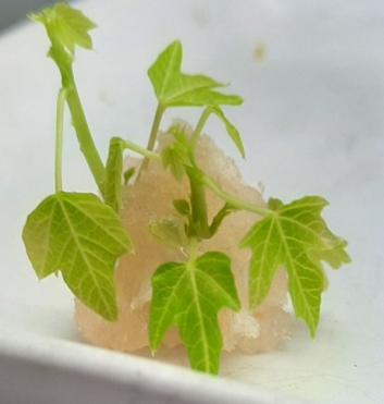 Explant type influences callus induction and shoots organogenesis in papaya under in vitro conditions