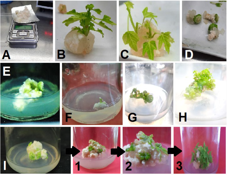 Explant type influences callus induction and shoots organogenesis in papaya under in vitro conditions