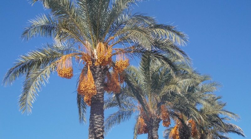 Physical characteristics of in vitro date palm cultures under the influence of polyethylene glycol induced water stress and brassinosteroid treatment