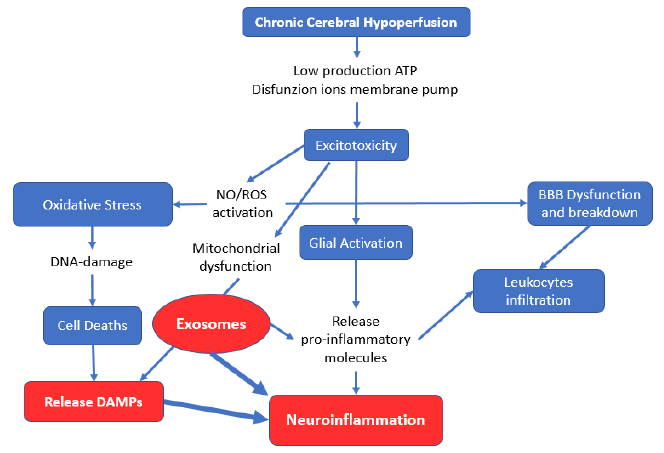 Overlapping pathophysiological pathways between sarcopenia and chronic diseases