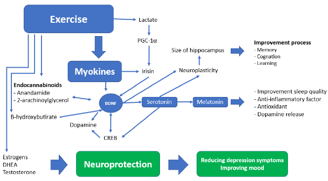 Overlapping pathophysiological pathways between sarcopenia and chronic diseases