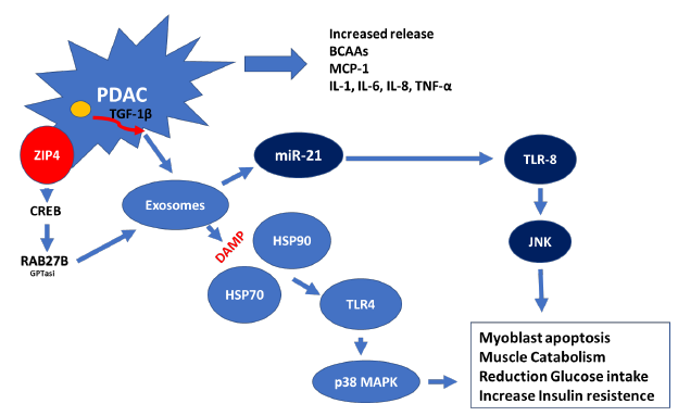 Overlapping pathophysiological pathways between sarcopenia and chronic diseases