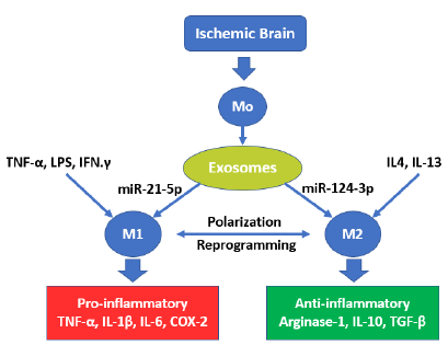 Overlapping pathophysiological pathways between sarcopenia and chronic diseases