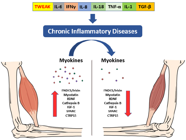 Overlapping pathophysiological pathways between sarcopenia and chronic diseases