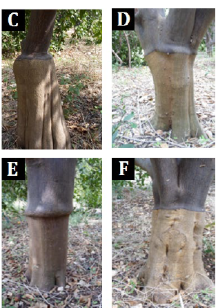 Selecting a new citrus rootstock for Satsuma (Citrus unshiu Marc.) in the Syrian coast