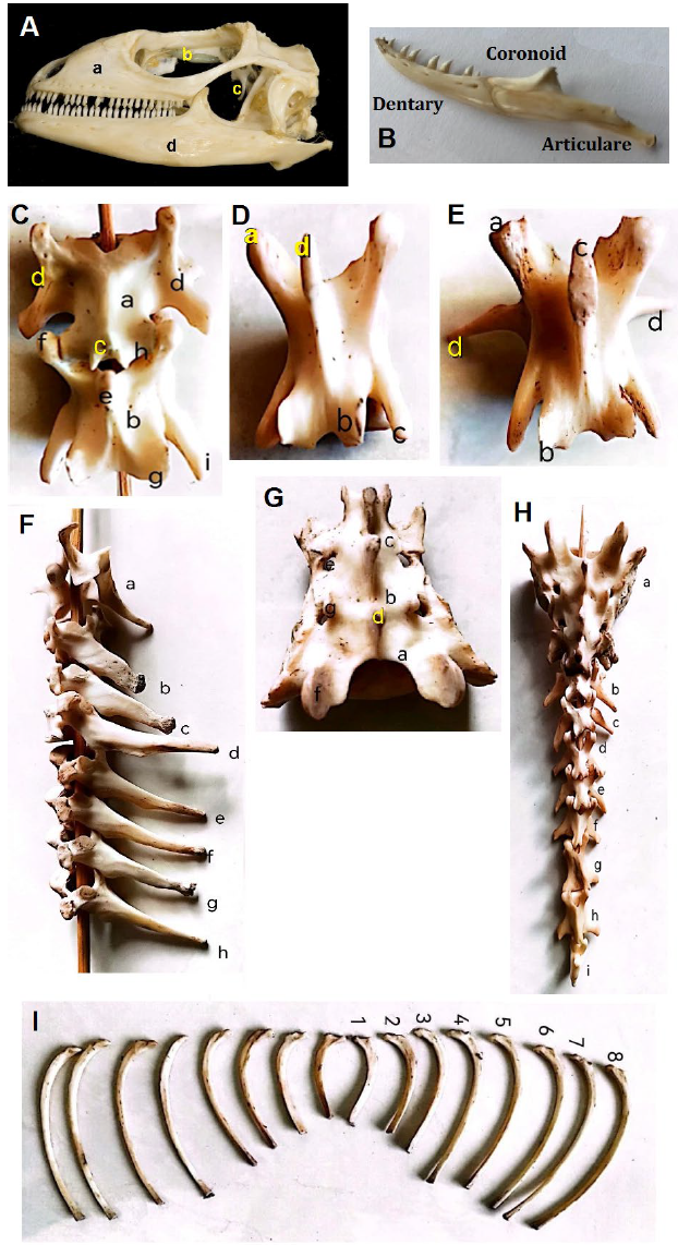 Investigation of  the axial skeleton of Bengal monitor lizard (Varanus bengalensis): A macroanatomical study