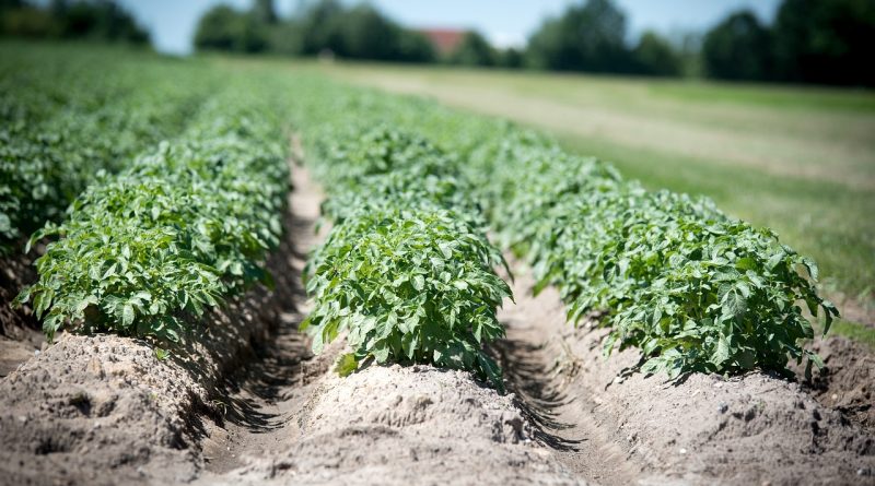 Leaves attributes and water use effeciency of potatoes grown under water stress after cycocel, salicylic acid, and humic acid sprays