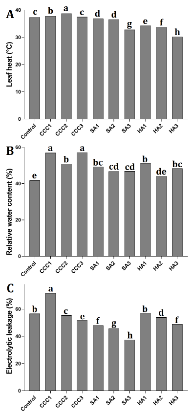 Leaves attributes and water use efficiency of potatoes grown under water stress after cycocel, salicylic acid, and humic acid sprays