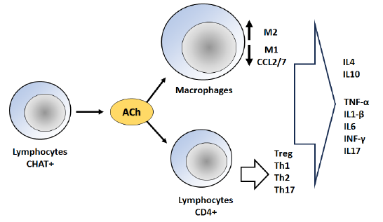 Myasthenia gravis symptom response to huperzine A, pyridostigmine bromide, and an immunomodulatory incorporated regimen: A multi-case study