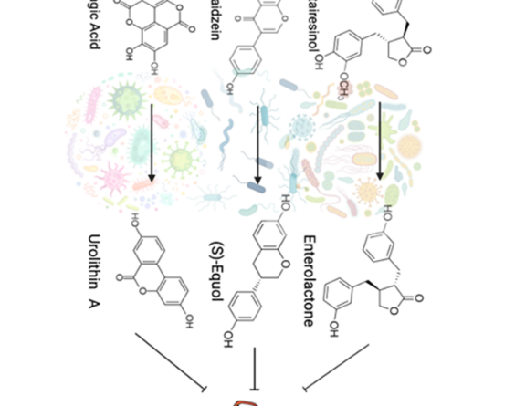 Computational assessment of gut microbiota metabolite enterolactone as a promising Aβ42 inhibitor in Alzheimer’s disease