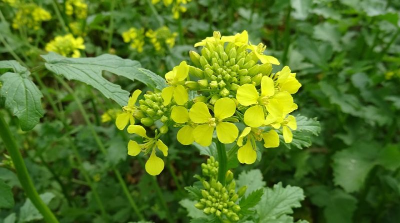 Exploring the influence of sulfur on the growth and yield of mustard (Brassica juncea) in the Thal region