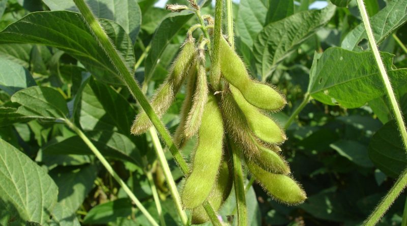 Zinc and boron foliar application, An influential treatment on the quality and seed yield of soybean