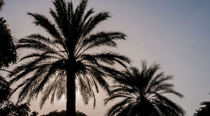 Unveiling soil and groundwater salinity dynamics and its impact on date palm yield in Southern Basrah, Iraq