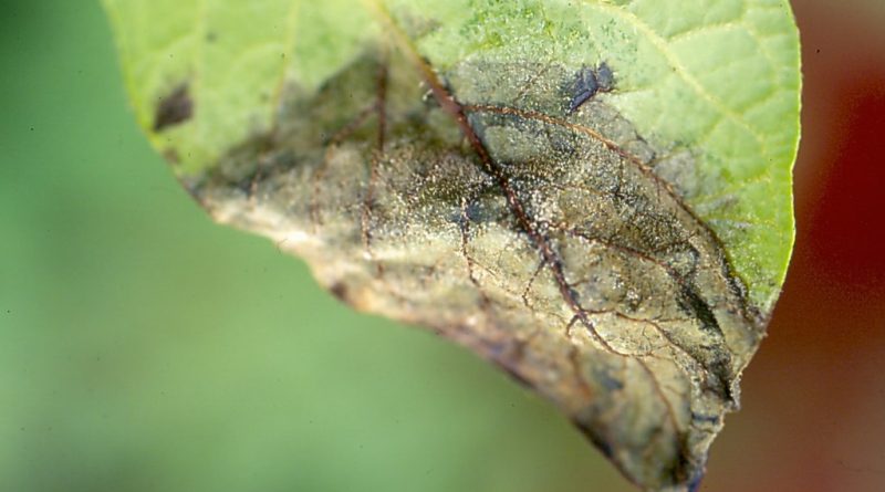 Potato late blight: the pathogen, the menace, the sustainable control