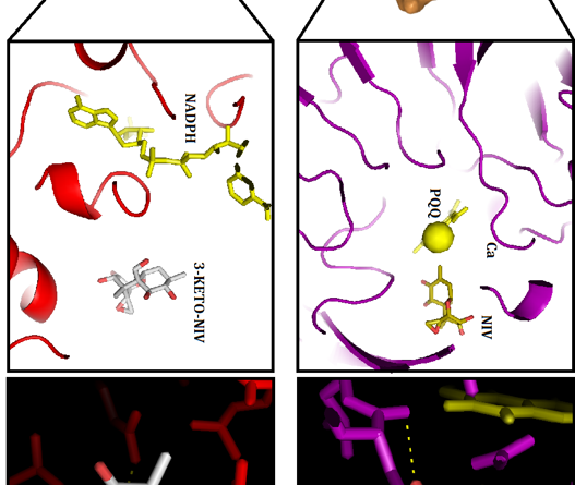 The interaction between DEP-A and DEP-B enzymes with nivalenol mycotoxin and its oxidized structure: A bioinformatic investigation