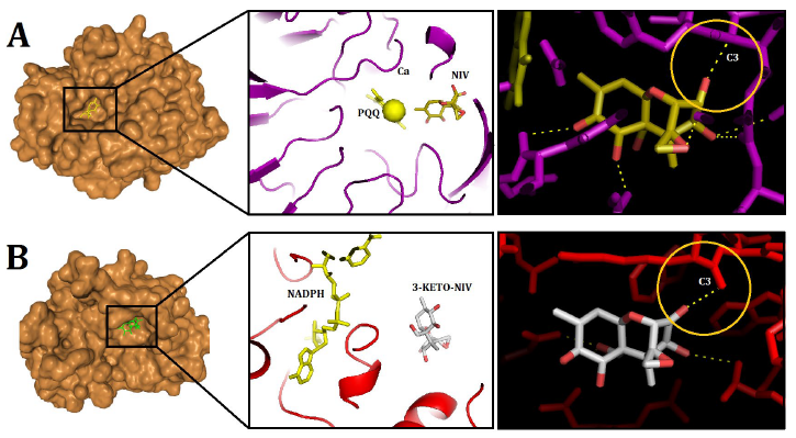 The interaction between DEP-A and DEP-B enzymes with nivalenol mycotoxin and its oxidized structure: A bioinformatic investigation