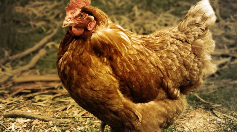 Assessing the impact of moringa and garlic supplementation on egg production and quality in laying hens
